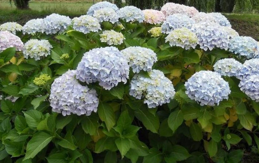 Location de vacances - Chambre d'hôtes à Mont-Dol