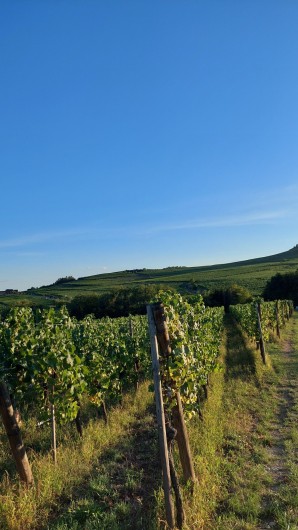 Location de vacances - Chalet à Bœrsch - Vue sur les vignes du Bas-Rhin