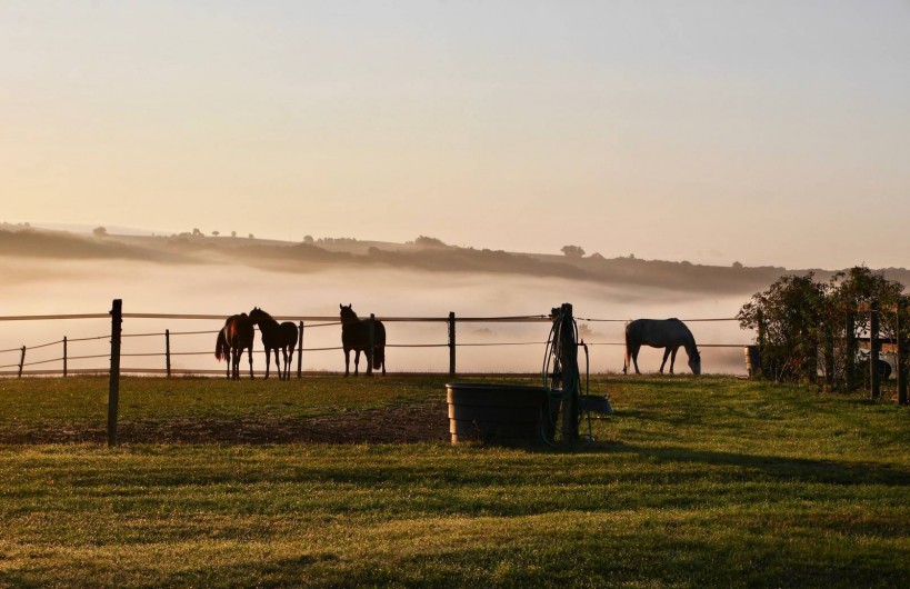 Location de vacances - Maison - Villa à Monfort - Sur la propriété, élevage de chevaux de Pure Race Espagnole