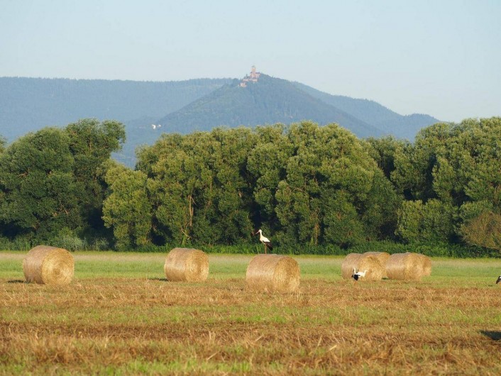 Location de vacances - Gîte à Muttersholtz - La plaine d'Alsace