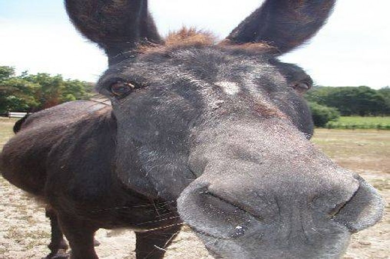 Location de vacances - Villa à Soustons