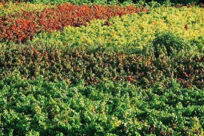 Location de vacances - Mas à Le Castellet