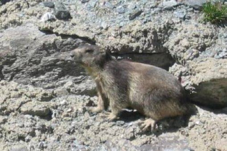 Location de vacances - Appartement à Val Thorens