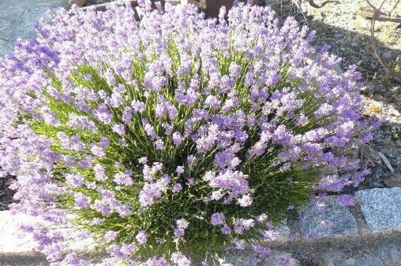 Location de vacances - Studio à Grimaud