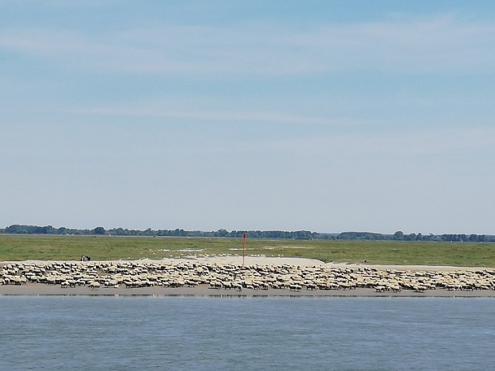 Location de vacances - Appartement à Saint-Valery-sur-Somme - vue des moutons de la baie de somme à marée basse