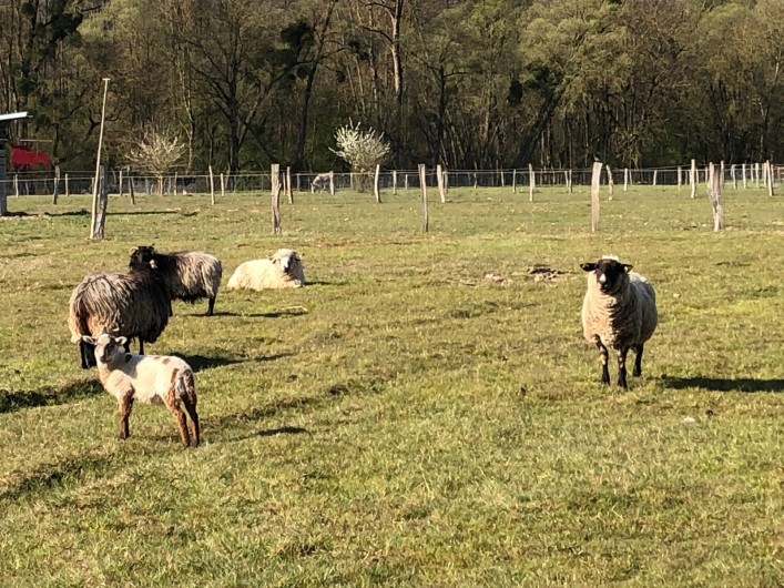 Location de vacances - Gîte à Tonnoy - les voisins...