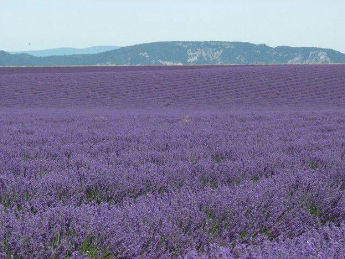 Location de vacances - Maison - Villa à Peynier