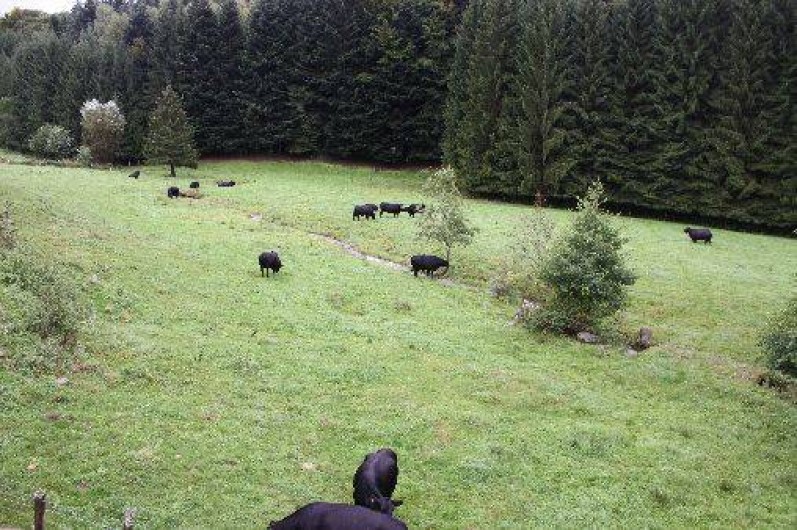 Location de vacances - Gîte à Vienville