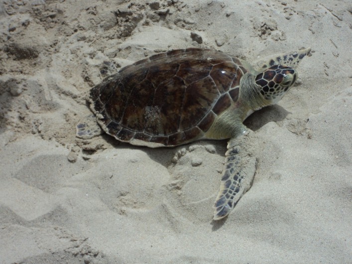 Location de vacances - Appartement à Le Gosier