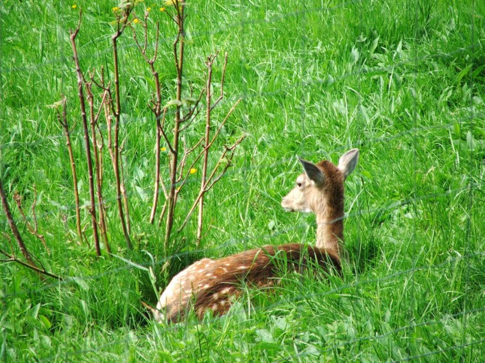 Location de vacances - Appartement à Belmont