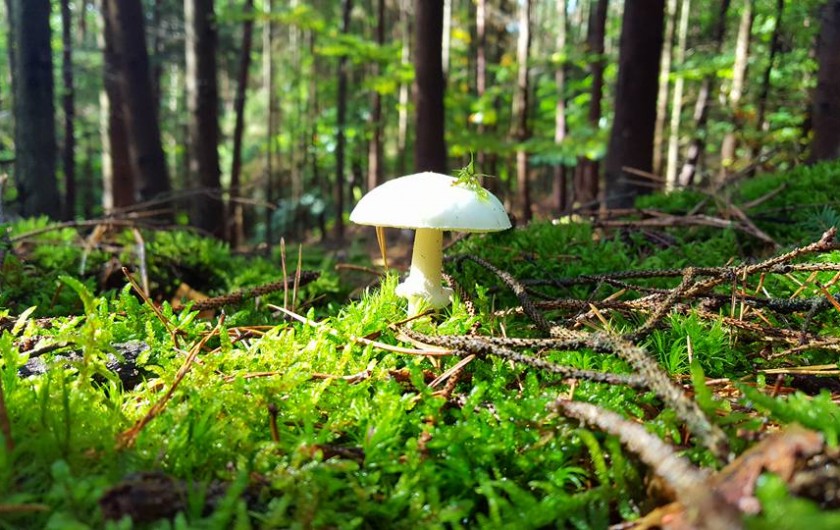 Location de vacances - Chalet à Weiterswiller