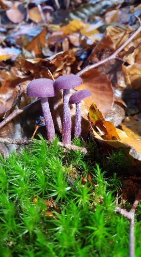 Location de vacances - Chalet à Weiterswiller