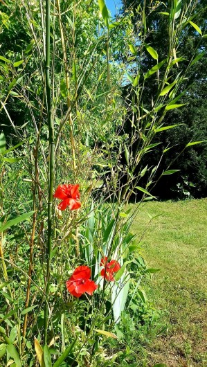 Location de vacances - Chalet à Weiterswiller