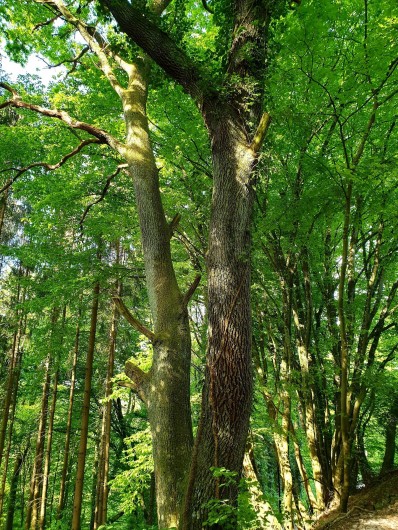 Location de vacances - Chalet à Weiterswiller
