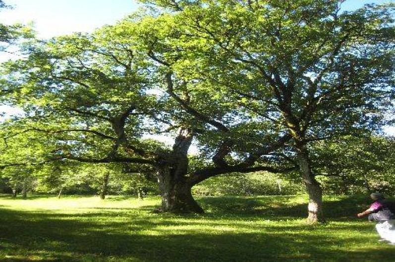 Location de vacances - Gîte à Carlucet