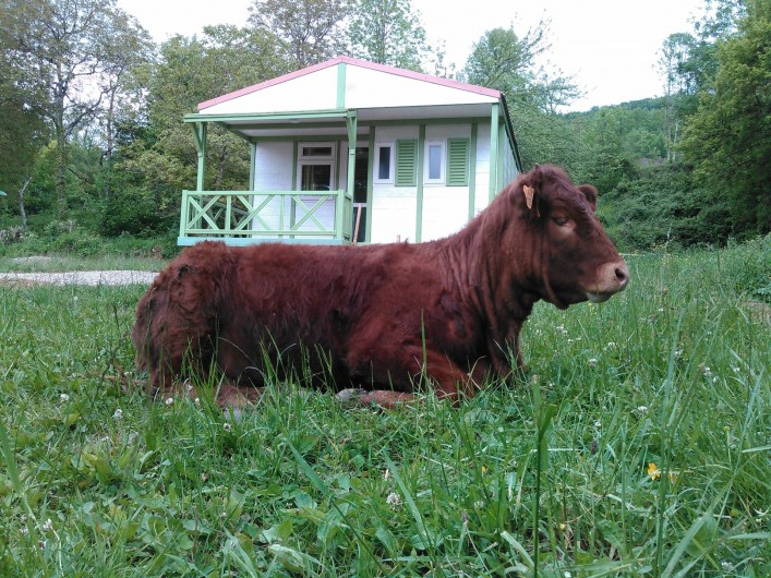 Location de vacances - Chalet à Belesta