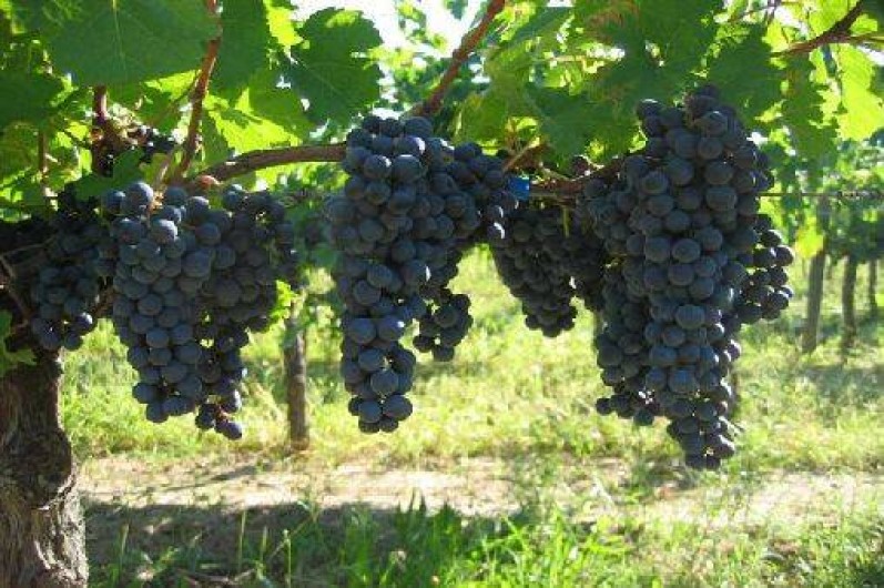 Location de vacances - Gîte à Puy-l'Évêque