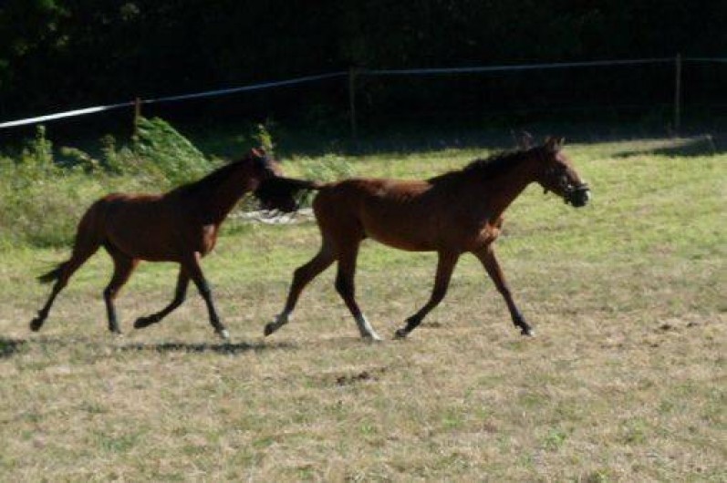 Location de vacances - Chambre d'hôtes à Moussoulens