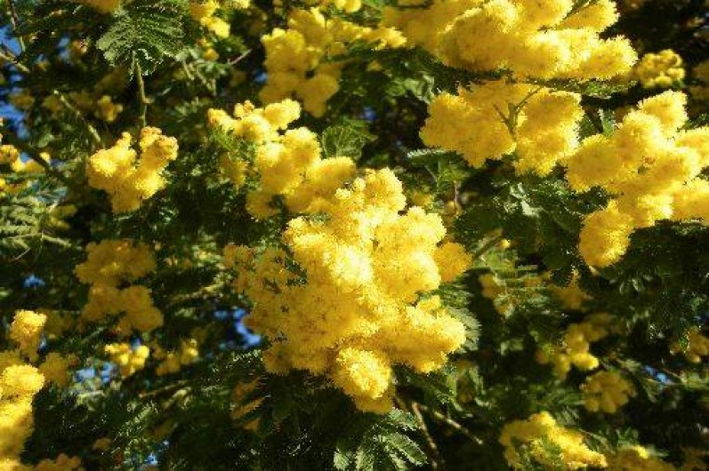 Location de vacances - Appartement à Le Lavandou