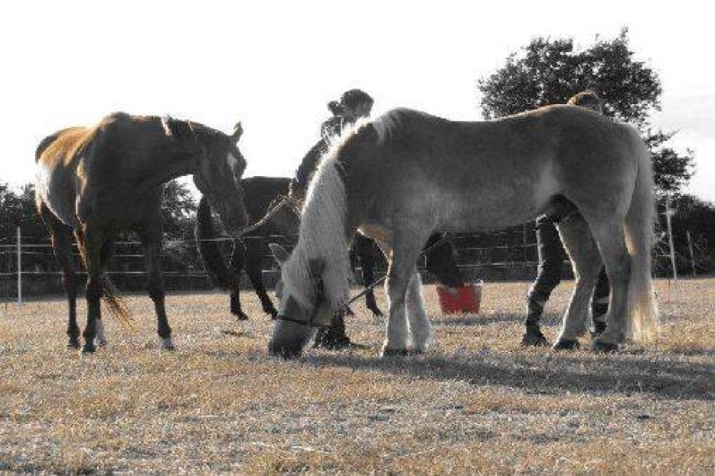 Location de vacances - Gîte à Arzal