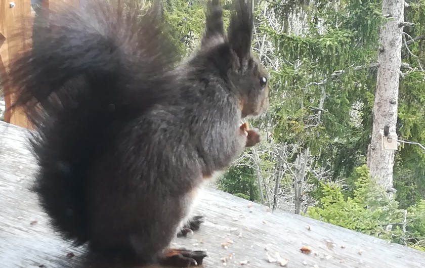 Location de vacances - Studio à La Rosière - Les écureuils du chalet