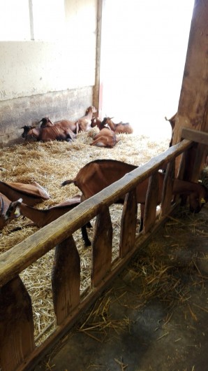 Location de vacances - Gîte à La Bresse