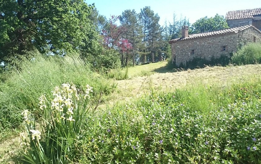 Location de vacances - Gîte à Servas - parc donnant sur l'accès au Mas