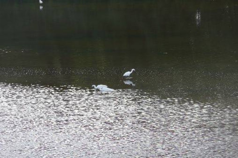 Location de vacances - Camping à Ravenoville