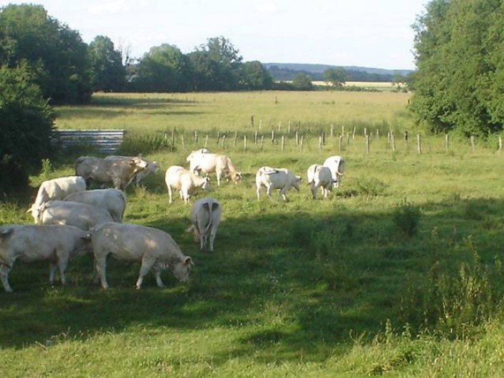 Location de vacances - Chambre d'hôtes à Gigny - Vue sur la campagne