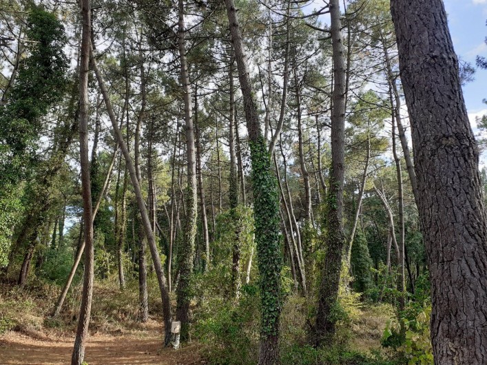 Location de vacances - Bungalow - Mobilhome à Camiers - Forêt, réserve naturelle national de la Canche