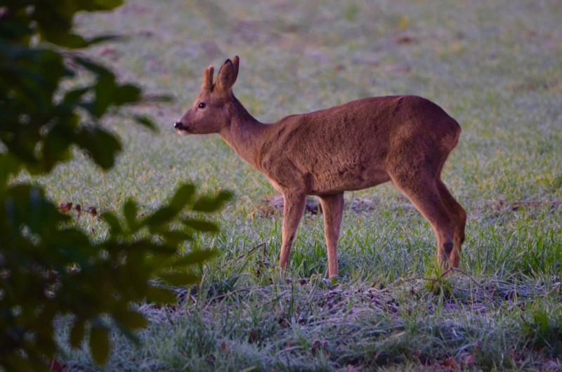 Location de vacances - Gîte à Dému - Un visiteur au bout du jardin