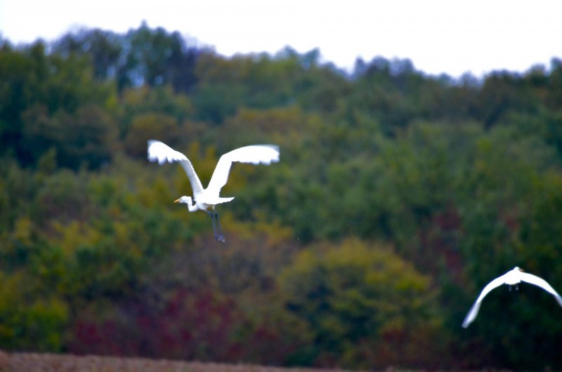 Location de vacances - Gîte à Dému - Alentours