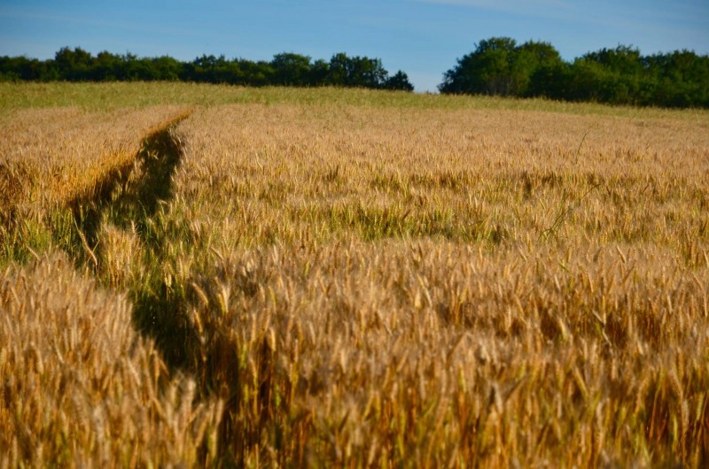 Location de vacances - Gîte à Dému - Au bout du jardin