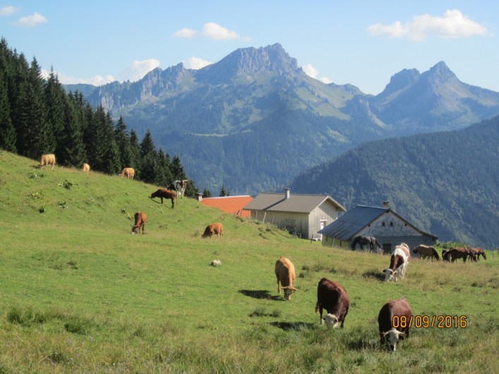 Location de vacances - Chalet à Bellevaux - Alpages de la Molletaz  et Pte de Challune     2120 m