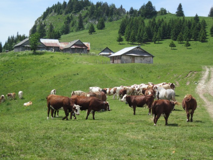 Location de vacances - Chalet à Bellevaux - Alpages de  Tré  le Saix  superbe rando