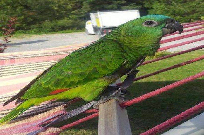 Location de vacances - Gîte à Seyne