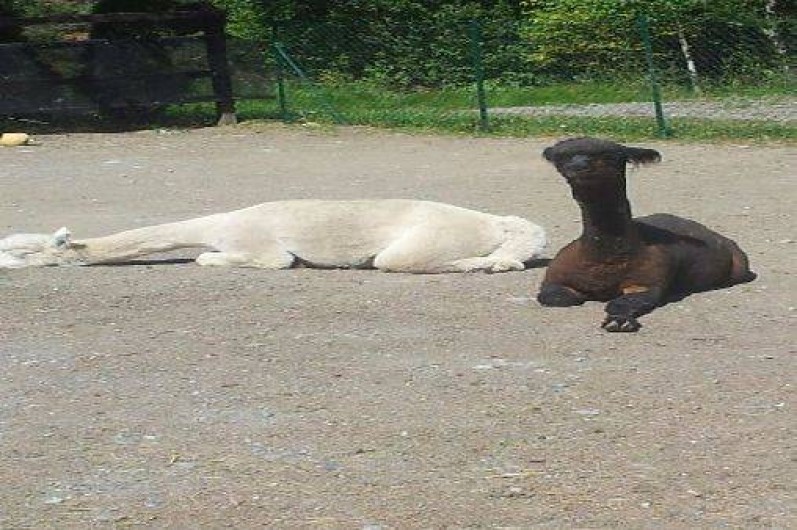 Location de vacances - Gîte à Seyne