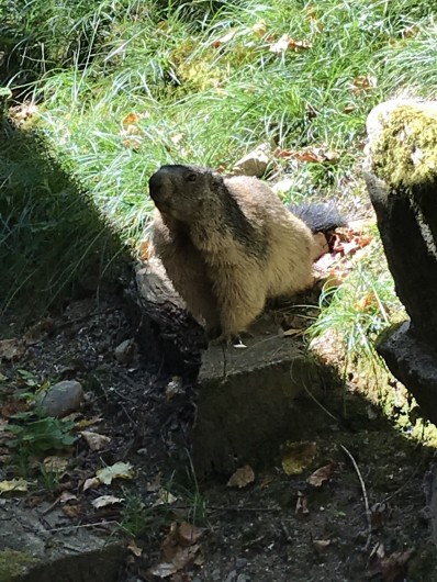 Location de vacances - Appartement à Gavarnie - Les belles marmottes visibles à gavarnie
