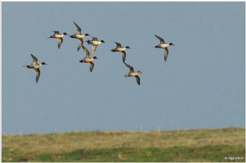 Location de vacances - Appartement à Périers