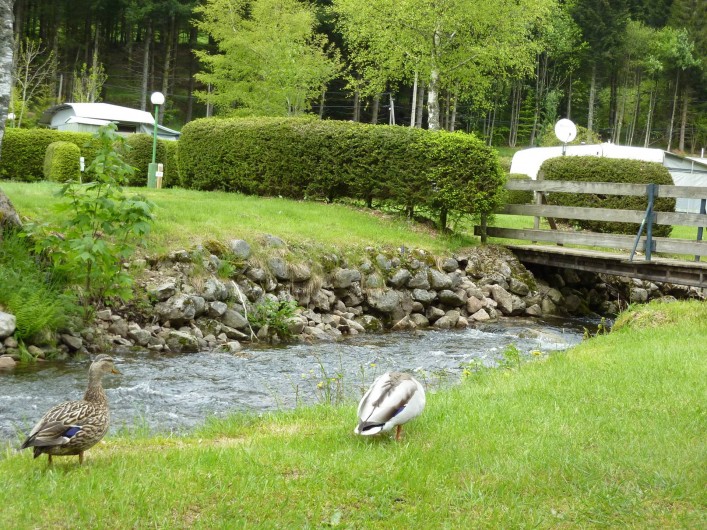 Location de vacances - Chalet à Xonrupt-Longemer - la rivière traversant le camping avec notre couple de canards