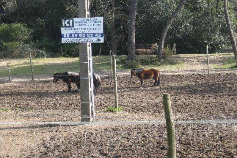 Location de vacances - Studio à Anglet