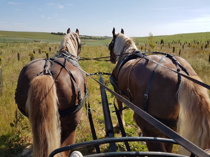 Location de vacances - Gîte à Maninghem