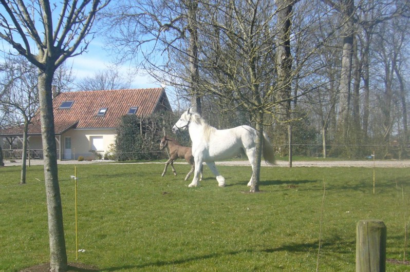 Location de vacances - Gîte à Maninghem