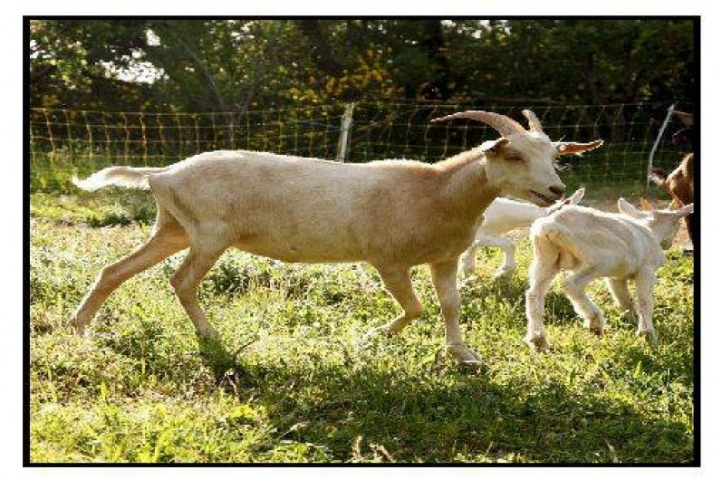 Location de vacances - Chalet à La Roche-sur-le-Buis