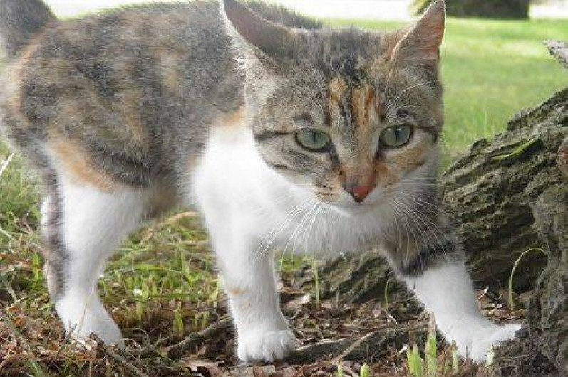 Location de vacances - Gîte à Montourtier