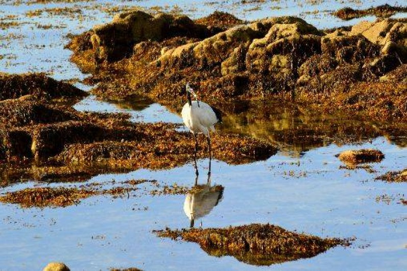 Location de vacances - Villa à Saint-Philibert
