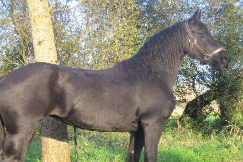 Location de vacances - Gîte à Berck - Notre Frison, une jument de 3 ans "Loudchka"