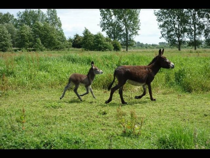 Location de vacances - Gîte à Berck - Une anesse "Tinkerbell" et son fils "Diabolo".