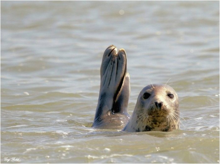 Location de vacances - Gîte à Berck - A 12km - Visible: compagnie d'une centaine de phoques  à 50m de la jetée..!