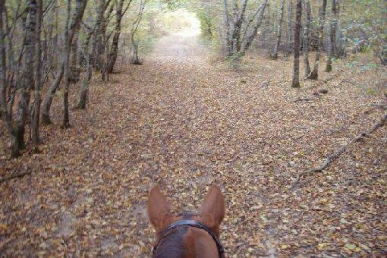 Location de vacances - Gîte à Farges-Allichamps